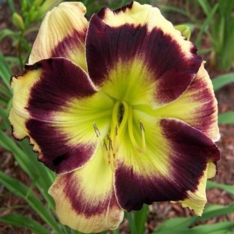 Hemerocallis 'Eloquently Edged'