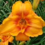 Hemerocallis 'Embers of Vesuvius'