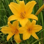 Hemerocallis 'Emily Brown'