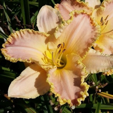 Hemerocallis 'Enchanted April'