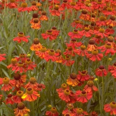 Helenium 'Moerheim Beauty'