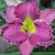 Hemerocallis 'Essence of Royalty'