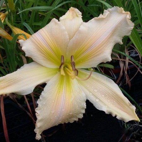 Hemerocallis 'Etoile du Berger'