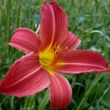 Hemerocallis 'Evelyn Claar'