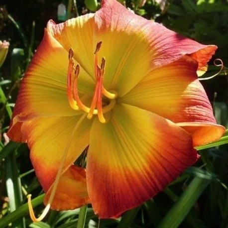 Hemerocallis 'Evidence of Aliens'