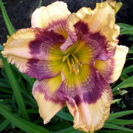 Hemerocallis 'Exotic Pattern'