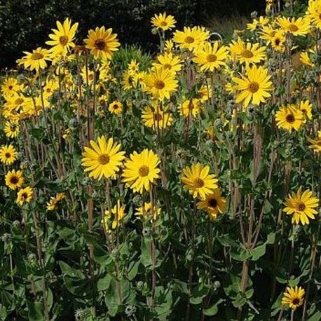 Helianthus atrorubens