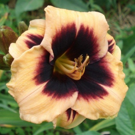 Hemerocallis 'Eye Of Newt'