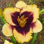 Hemerocallis 'Eye on America'