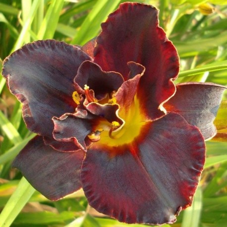 Hemerocallis 'Ezekiel'