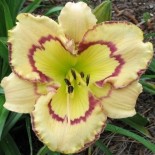 Hemerocallis 'Faberge Easter'