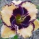 Hemerocallis 'Facepaint'