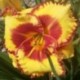 Hemerocallis 'Fiesta Spirit'