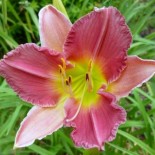 Hemerocallis 'Final Touch'