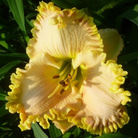 Hemerocallis 'Finders Keepers'