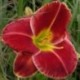 Hemerocallis 'Fire and Fog'