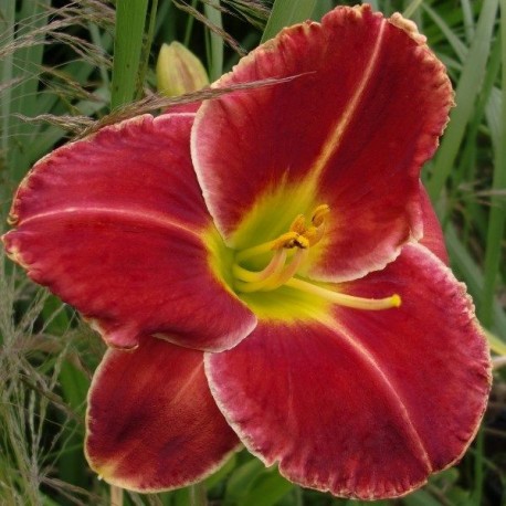 Hemerocallis 'Fire and Fog'