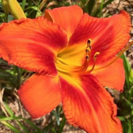 Hemerocallis 'Firebird Suite'