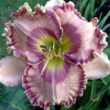 Hemerocallis 'Force to be Reckoned With'