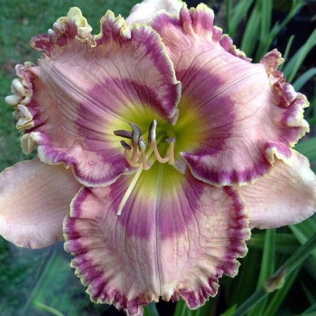 Hemerocallis 'Force to be Reckoned With'