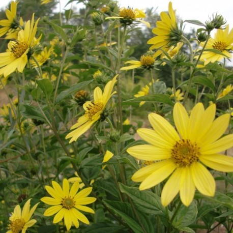 Helianthus 'Lemon Queen'