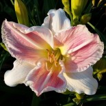 Hemerocallis 'Forsyth Frostbound'