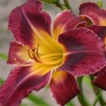 Hemerocallis 'Francois Nay'