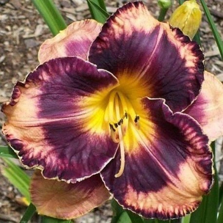 Hemerocallis 'Francois Verhaert'