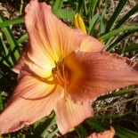 Hemerocallis 'Frank Gladney'