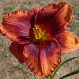 Hemerocallis 'Frank Smith'