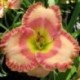 Hemerocallis 'Frank's Adorable Candy'