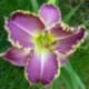 Hemerocallis 'Frank's Star of Bethlehem'