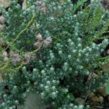 Helichrysum creticum