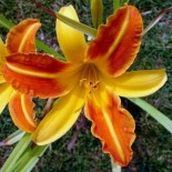 Hemerocallis 'Frans Hals'