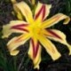 Hemerocallis 'Free Wheelin'