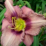 Hemerocallis 'French Porcelain'