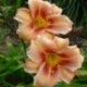 Hemerocallis 'Freya'