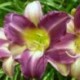 Hemerocallis 'Friendly Persuasion'