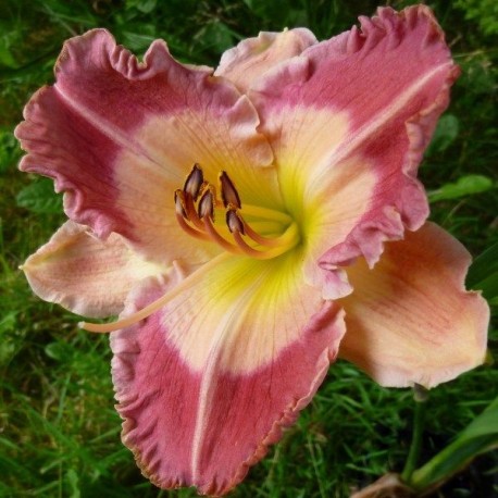 Hemerocallis 'Fuchsia Sunrise'