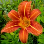 Hemerocallis Fulva 'Europa'