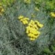 Helichrysum italicum subsp serotinum