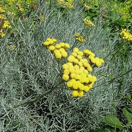 Helichrysum italicum subsp serotinum