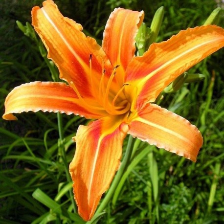 Hemerocallis fulva 'Korean'