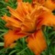 Hemerocallis fulva 'Kwanso'