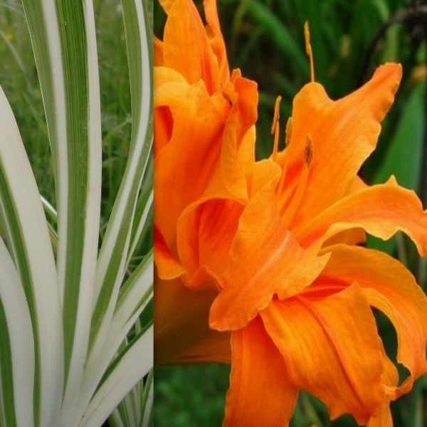 Hemerocallis fulva 'Kwanso Variegata' - Ppinire du Lac des Joncs
