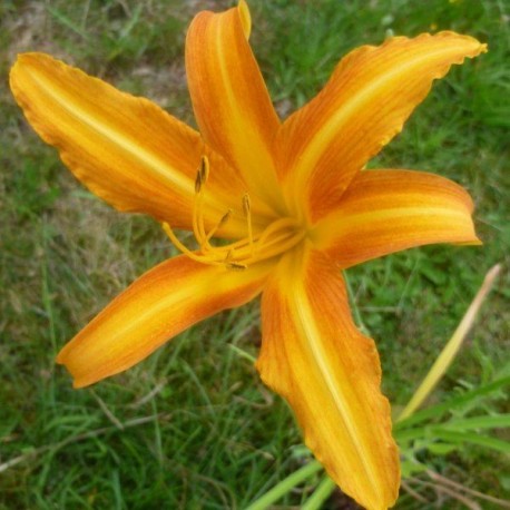 Hemerocallis fulva var. pauciflora