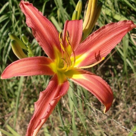 Hemerocallis fulva var. rosea