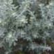 Helichrysum rosmarinifolium