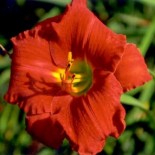 Hemerocallis 'Funny Valentine'