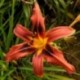 Hemerocallis 'Galaxy Explosion'